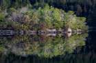Ireland Forest and rock shore reflections on Lake Cummeenduff Art Print